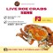 Live Roe Crab F3 (300-399g)