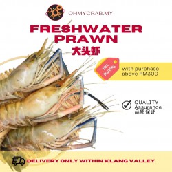 Freshwater Prawn U3 2-3prawns / kg