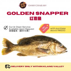 Frozen Golden Snapper Clean 800g - 1kg