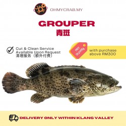 Frozen  Clean Whole Grouper  