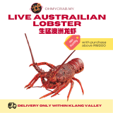 Live Australia Lobster 900 - 1.1kg