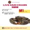 Live Mud Crab M1 (1- 1.1kg)