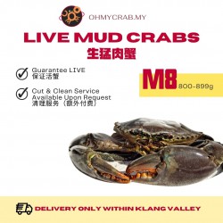 Live Mud Crab M8 (800-890g)