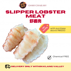 Slipper Lobster Meat 500g/pack