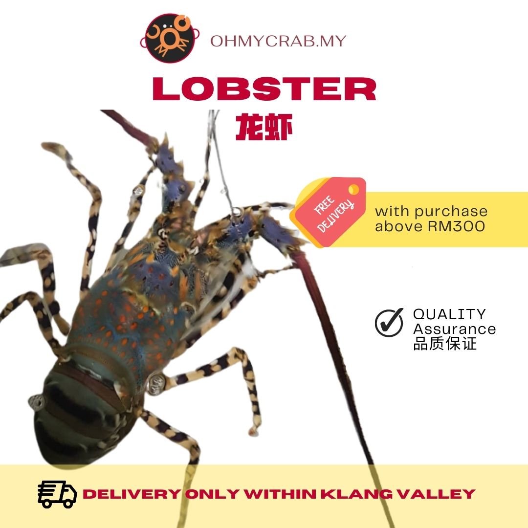 Premium Frozen Lobster 1-1.1kg